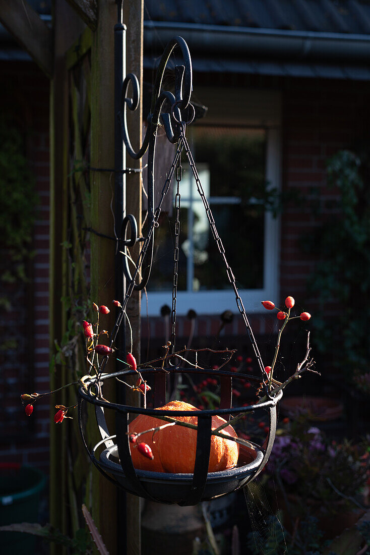  Hanging bowl with pumpkin and rose hips, autumn decoration, garden, Germany 