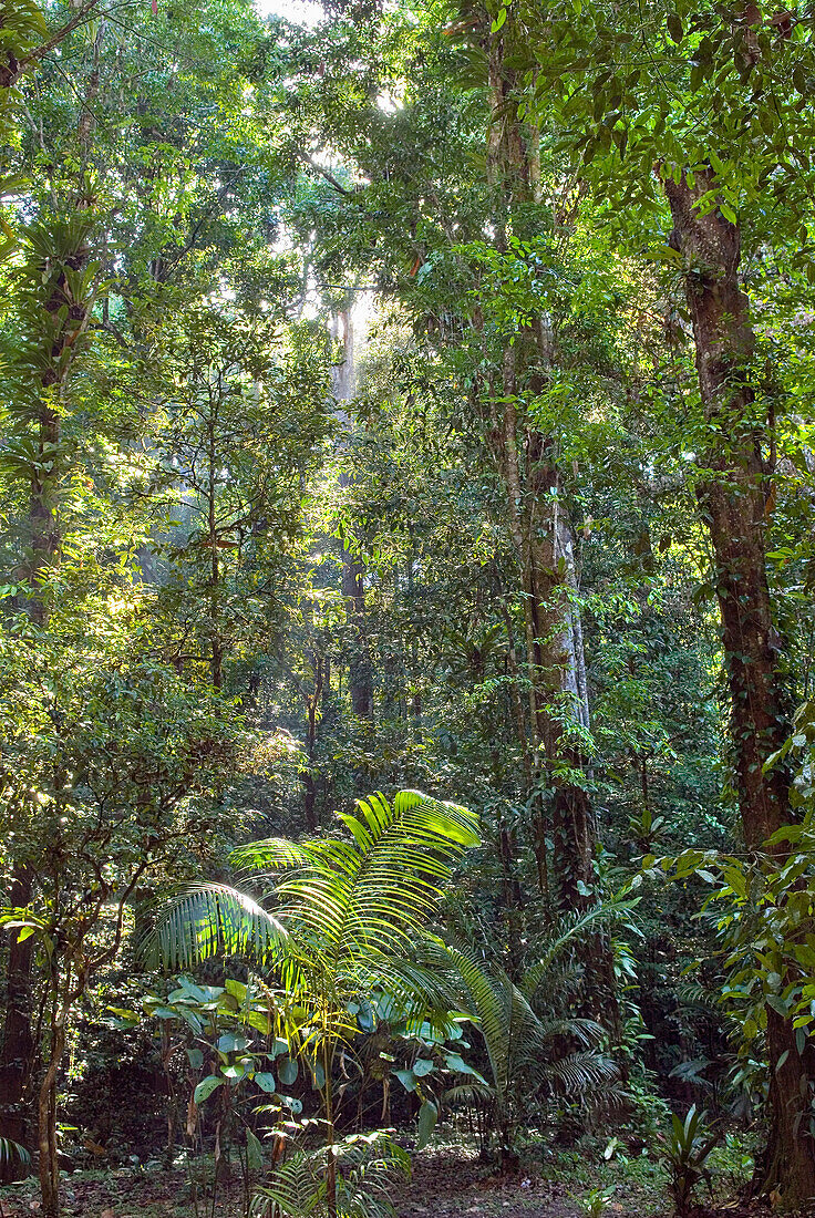 Wald, Französisch-Guayana, Überseedepartement Frankreichs