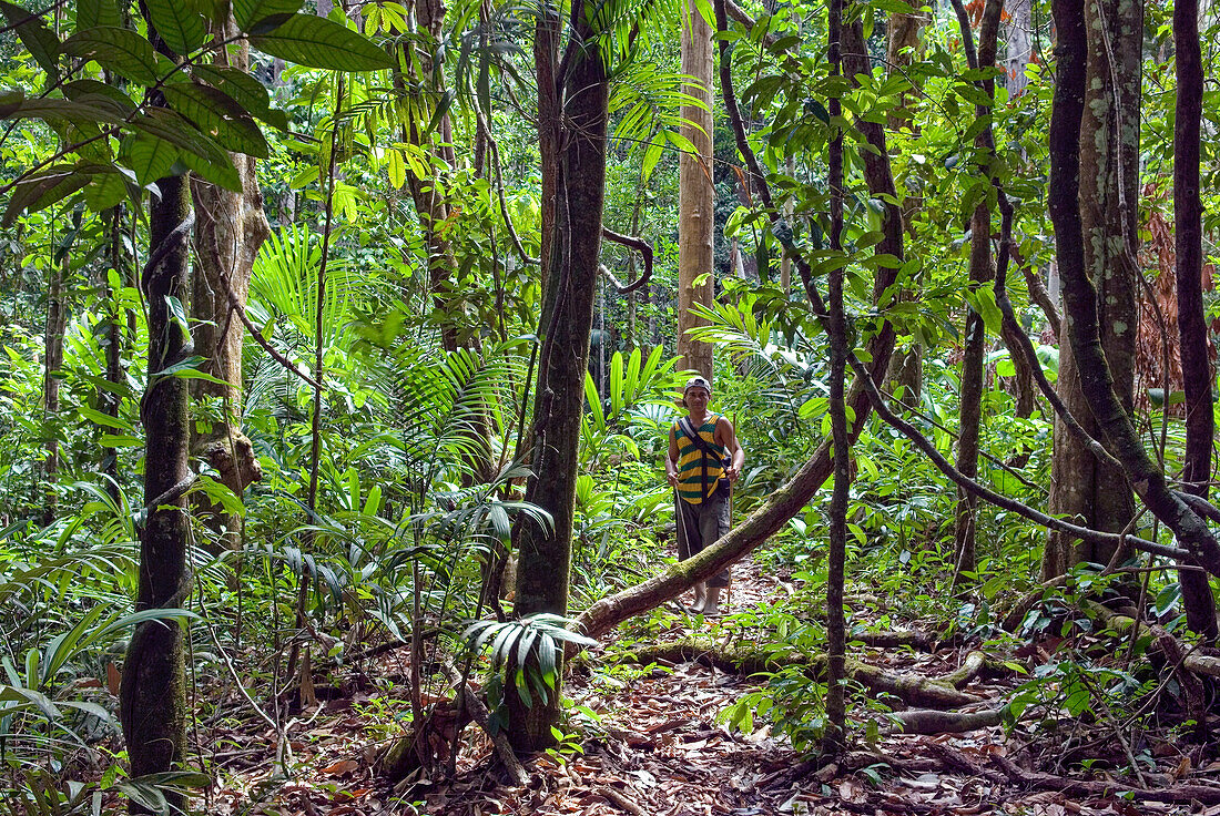 hiking in the forest,French Guiana,overseas department and region of France,Atlantic coast of South America