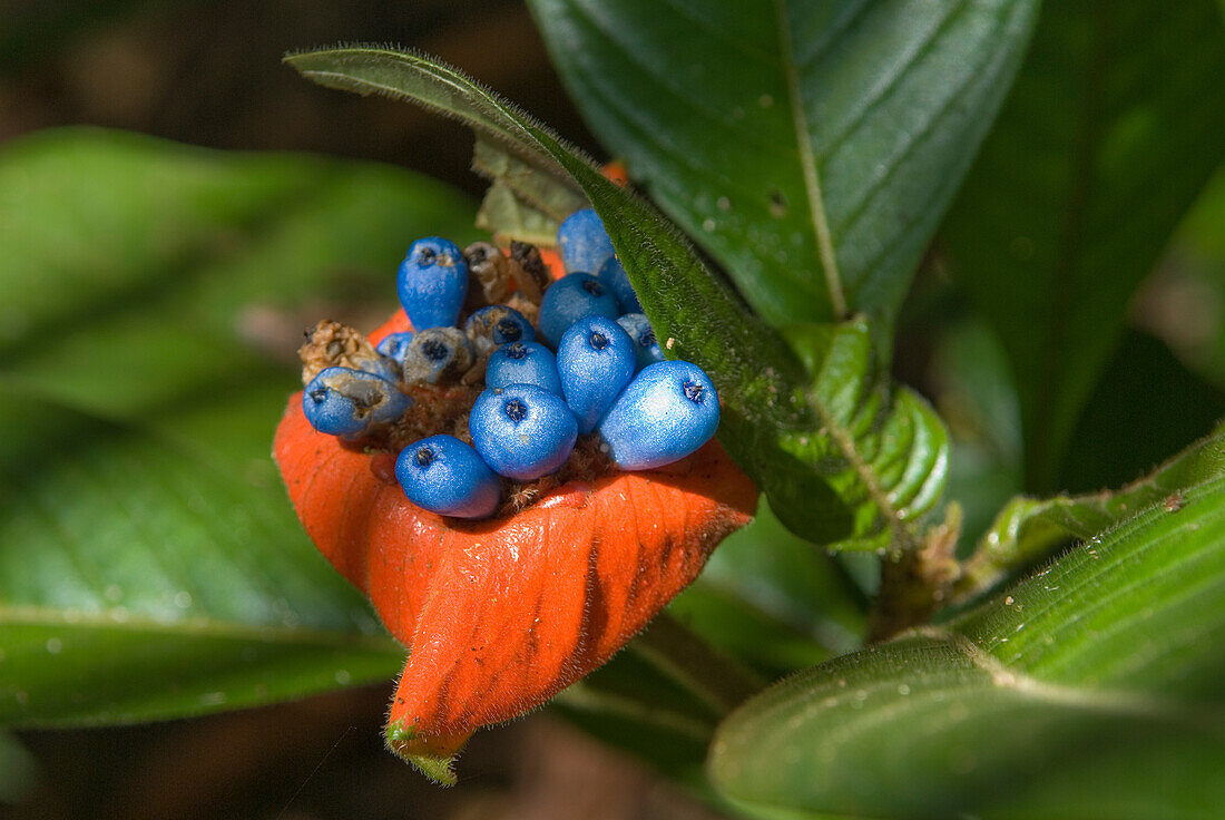 Psychotria poeppigiana inflorescence locally named "Radie Zore", French Guiana,overseas department and region of France,Atlantic coast of South America