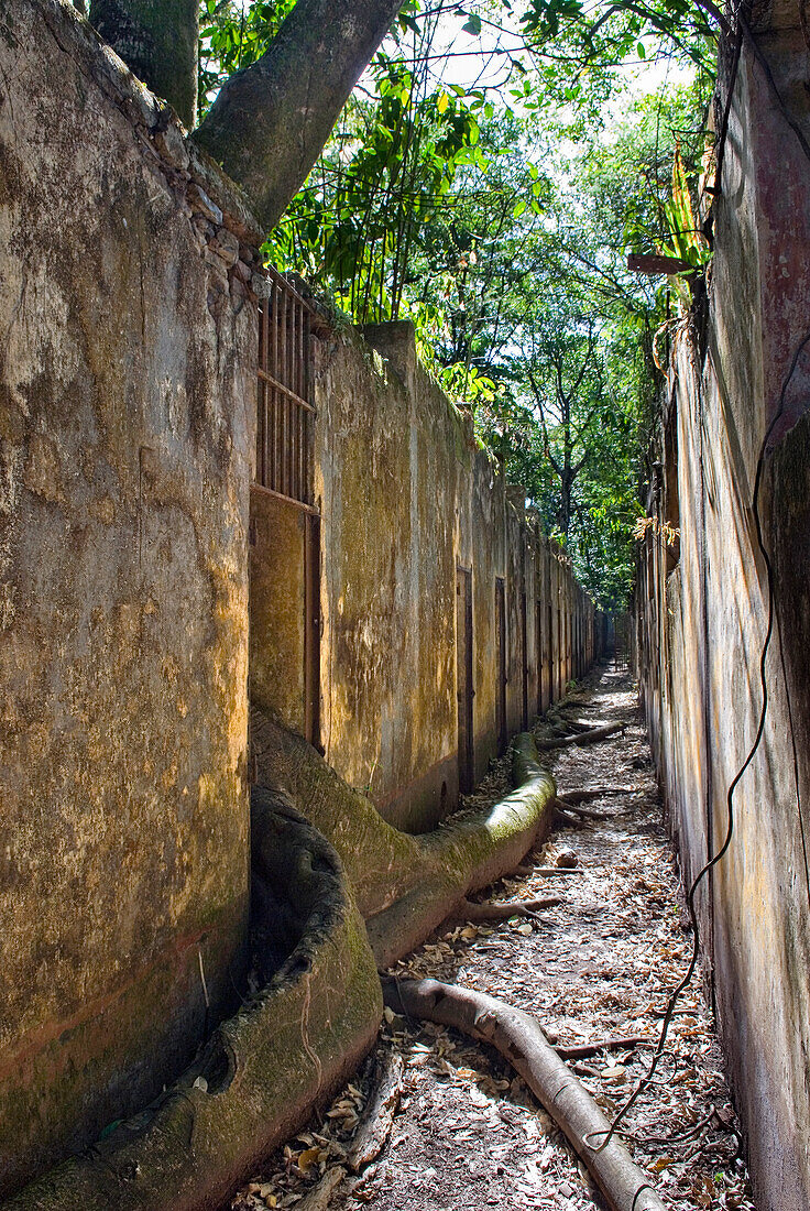 tree grown among ruined cells of penal colony on Ile Saint-Joseph,Iles du Salut (Islands of Salvation),French Guiana,overseas department and region of France,Atlantic coast of South America