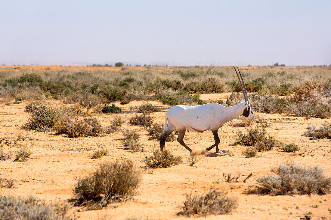  Arabische Oryxantilope (Oryx leucoryx) wieder eingeführt im Shaumeri Wildlife Reserve, Jordanien, Naher Osten, südliche Levante, Westasien 