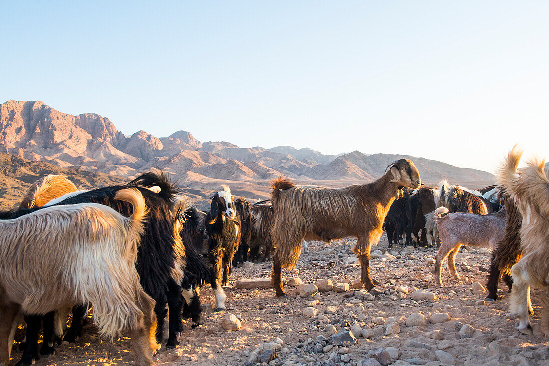  Ziegenherde versammelt sich vor einem Beduinenlager in der Nähe von Wadi Dana und Araba-Tal, Dana-Biosphärenreservat, Jordanien, Naher Osten, südliche Levante, Westasien 