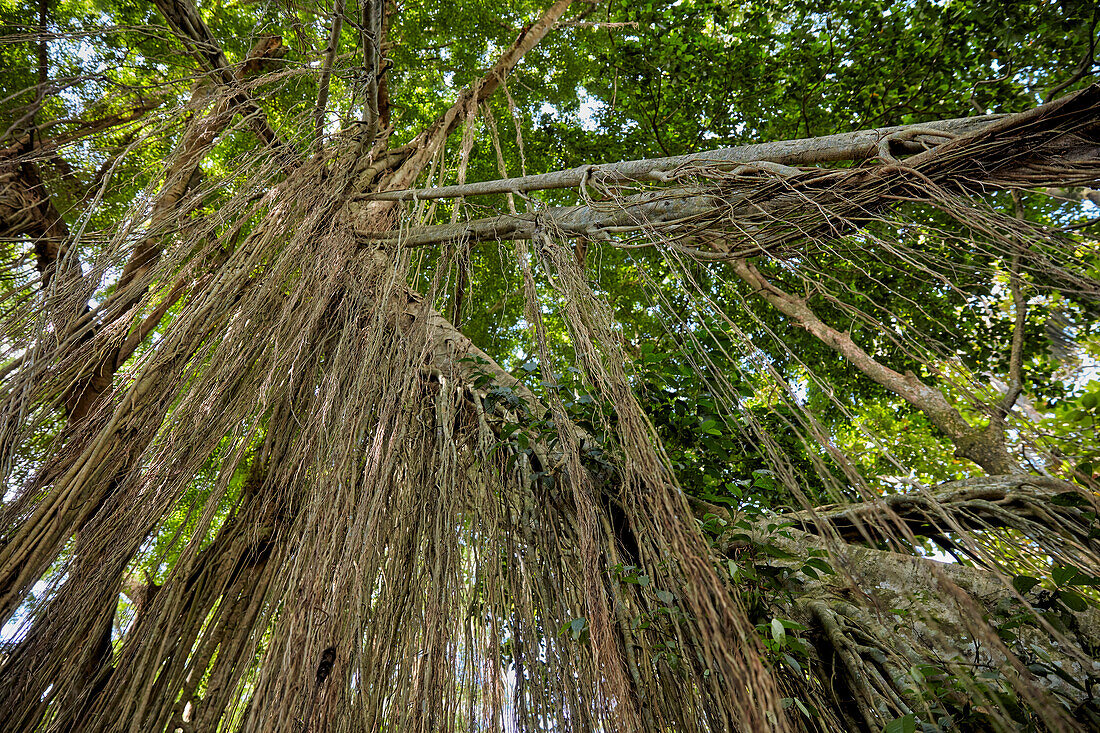  Lange Luftwurzeln hängen von einem großen Banyan-Baum herab. Heiliges Affenwald-Schutzgebiet, Ubud, Bali, Indonesien. 