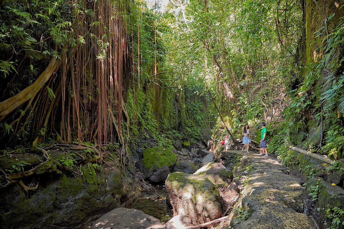  Touristen wandern auf einem Pfad im Sacred Monkey Forest Sanctuary. Ubud, Bali, Indonesien. 