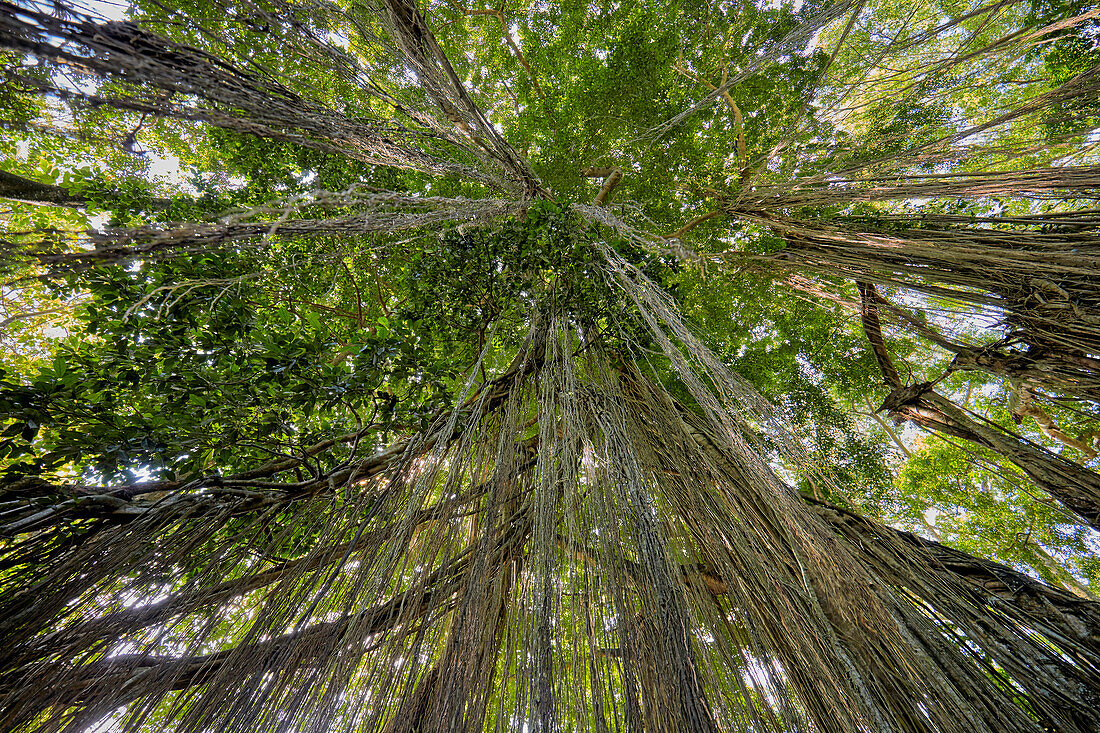 A view from below of Banyan tree aerial roots hanging down in the Sacred Monkey Forest Sanctuary. Ubud, Bali, Indonesia.