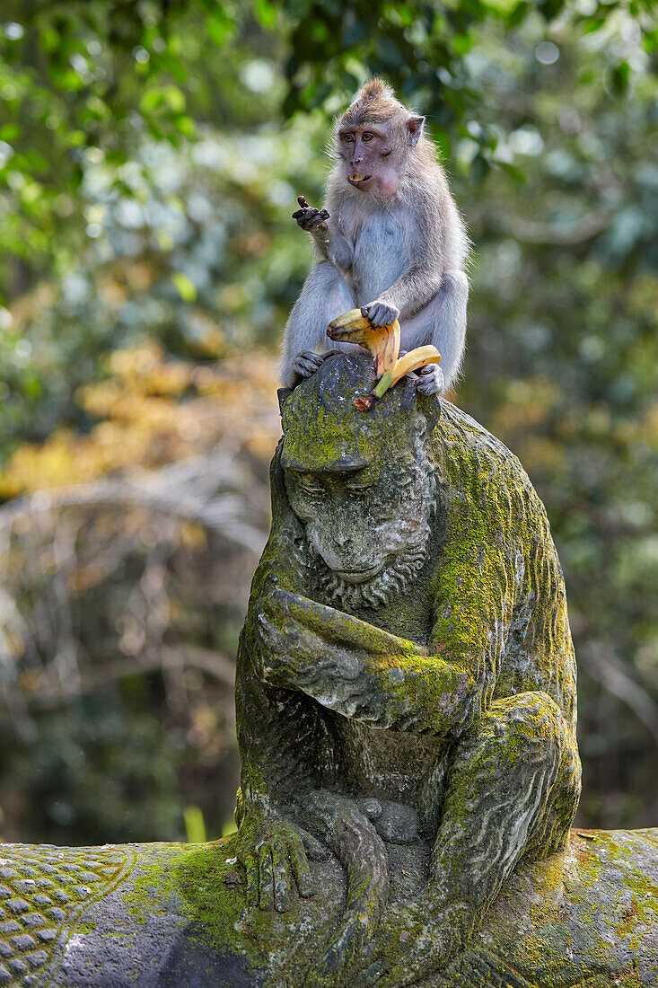  Ein Langschwanzmakake (Macaca fascicularis) sitzt auf einer Affenstatue. Heiliges Affenwaldschutzgebiet, Ubud, Bali, Indonesien. 