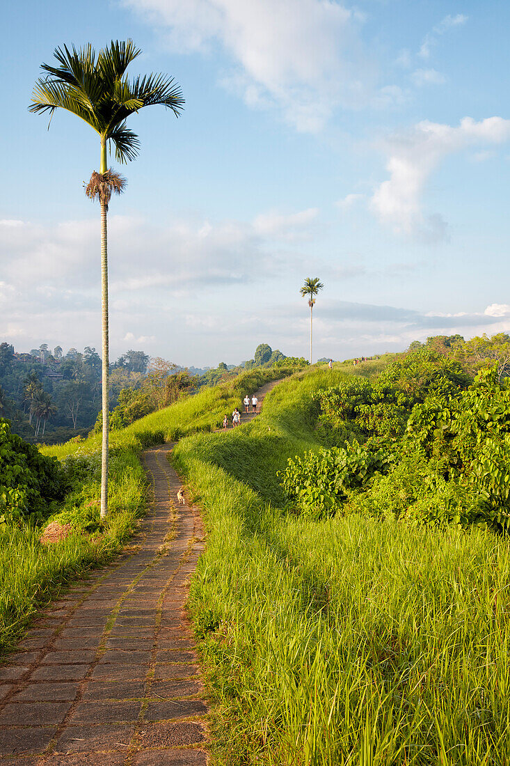 A lone palm tree grows at the Campuhan Ridge Walk trail. Ubud, Bali, Indonesia.