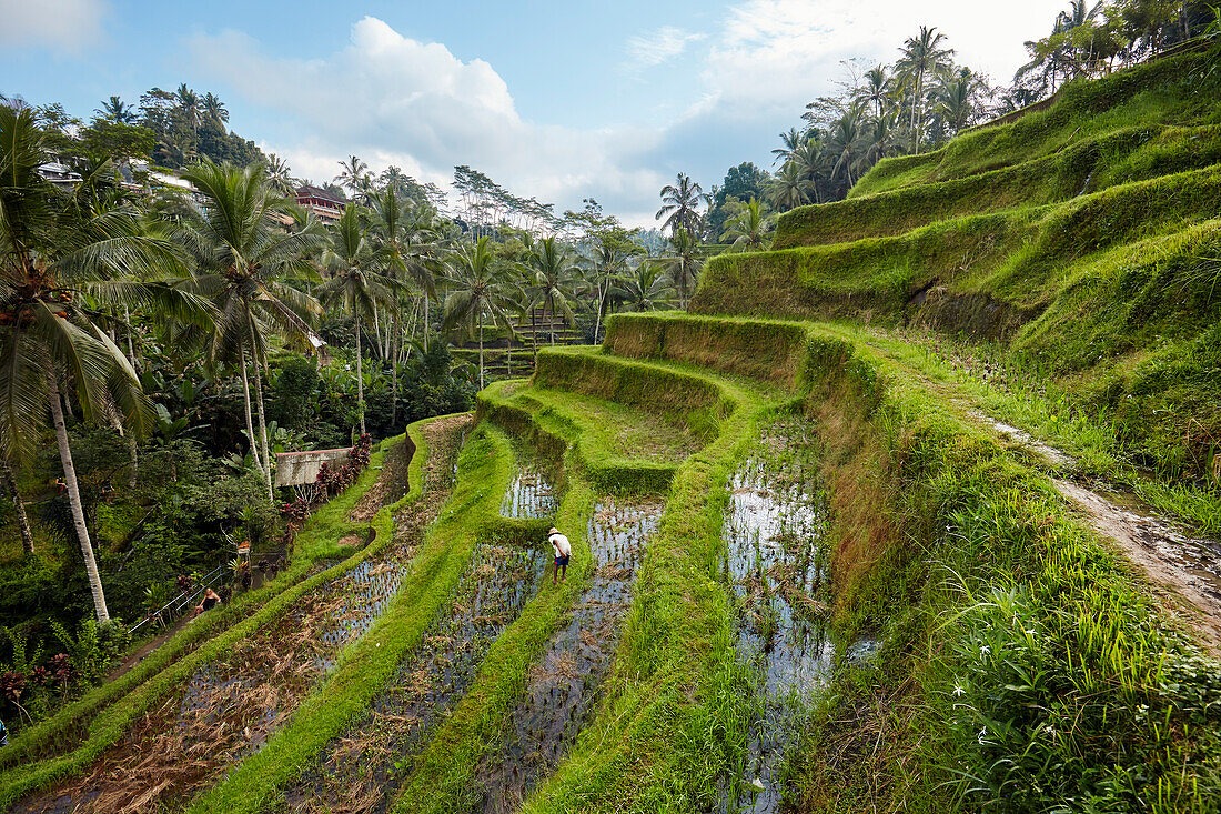 A view of the Tegalalang Rice Terrace. Tegalalang village, Bali, Indonesia.