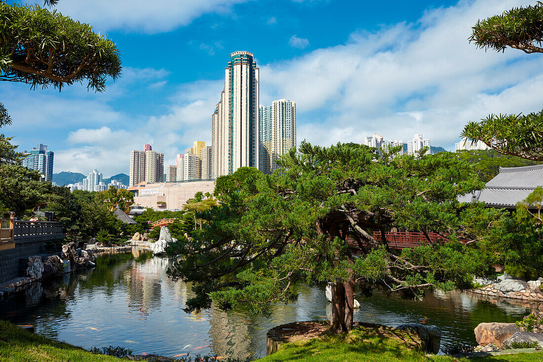 An old large tree grows at the pond in Nan Lian Garden, a Chinese Classical Garden. Diamond Hill, Kowloon, Hong Kong, China.