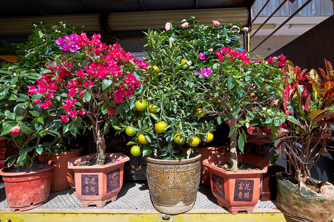 Potted houseplants displayed for sale at the Flower Market Road. Kowloon, Hong Kong, China.