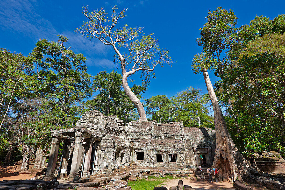  Bäume wachsen auf den Ruinen des alten Ta Prohm-Tempels. Archäologischer Park Angkor, Provinz Siem Reap, Kambodscha. 