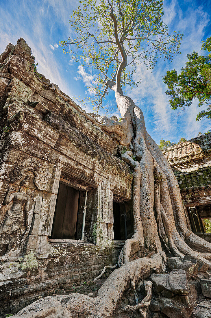 A large tree grows on the ruins of ancient Ta Prohm temple. Angkor Archaeological Park, Siem Reap Province, Cambodia.