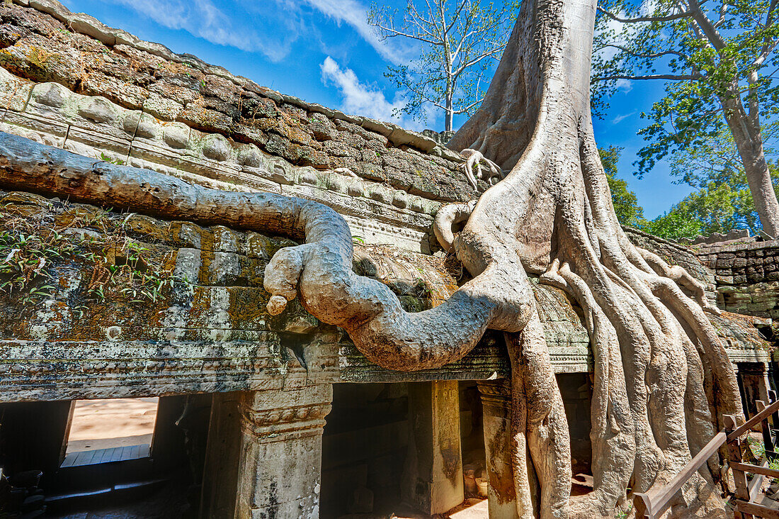  Überwucherte Ruinen des antiken Ta-Prohm-Tempels. Archäologischer Park Angkor, Provinz Siem Reap, Kambodscha. 