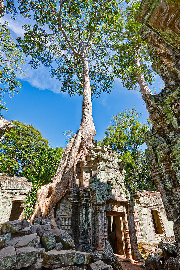 Overgrown ruins of ancient Ta Prohm temple. Angkor Archaeological Park, Siem Reap Province, Cambodia.