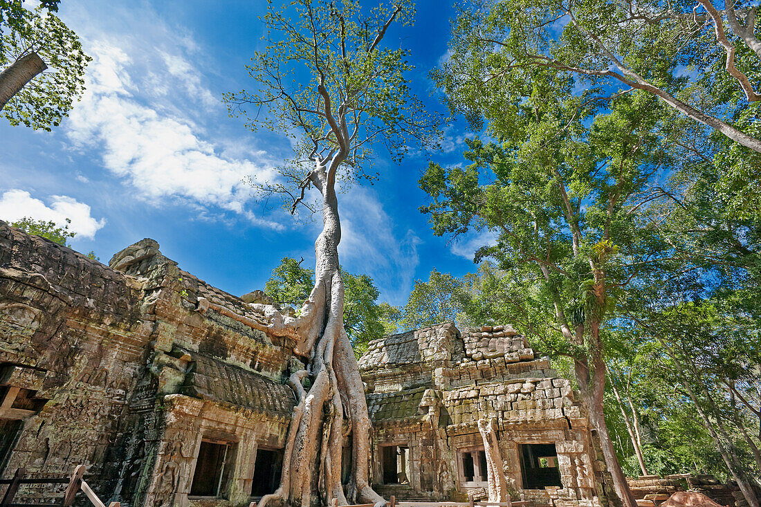  Überwucherte Ruinen des antiken Ta-Prohm-Tempels. Archäologischer Park Angkor, Provinz Siem Reap, Kambodscha. 