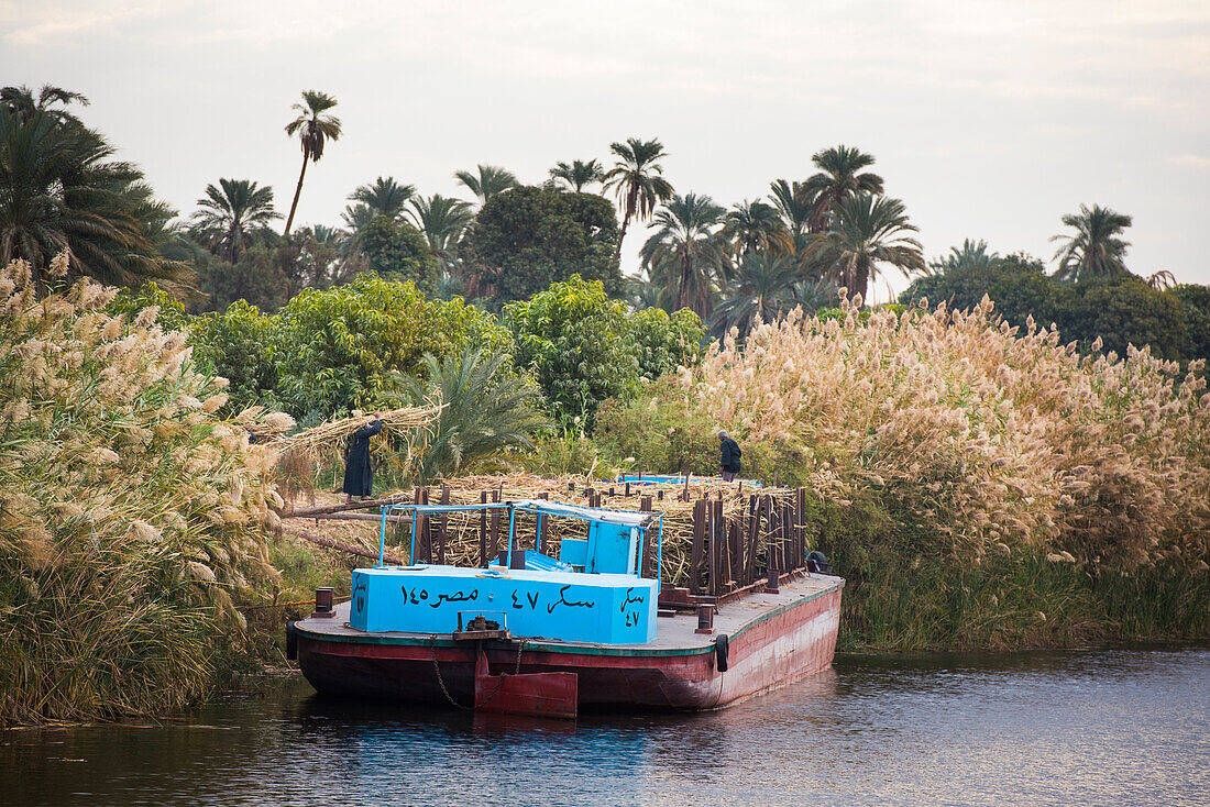 Ernte von Zuckerrohr am Ufer des Nils und Verladung auf ein Lastkahn zum Transport zu einer Zuckerfabrik, Ägypten, Nordostafrika