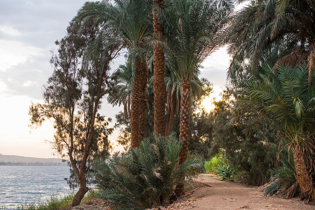 Path along a bank of the Nile River near Esna, Egypt, Northeasthern Africa