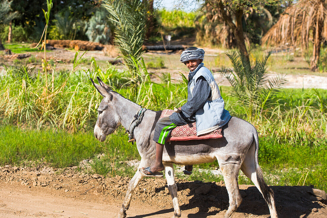 Boy on a donkey’s back near a village on the Nile near the Necropolis of El-Kab, on the eastern bank of the Nile, Egypt, Northeast Africa