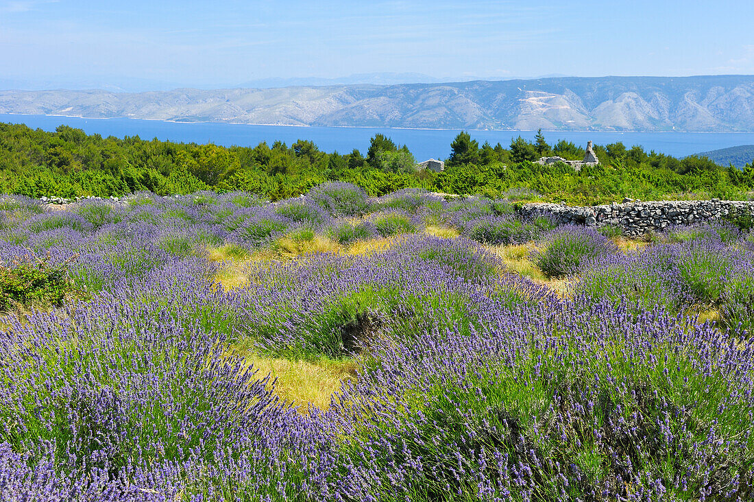 lavender field in the area around Velo Grablje, , Hvar island, Croatia, Southeast Europe