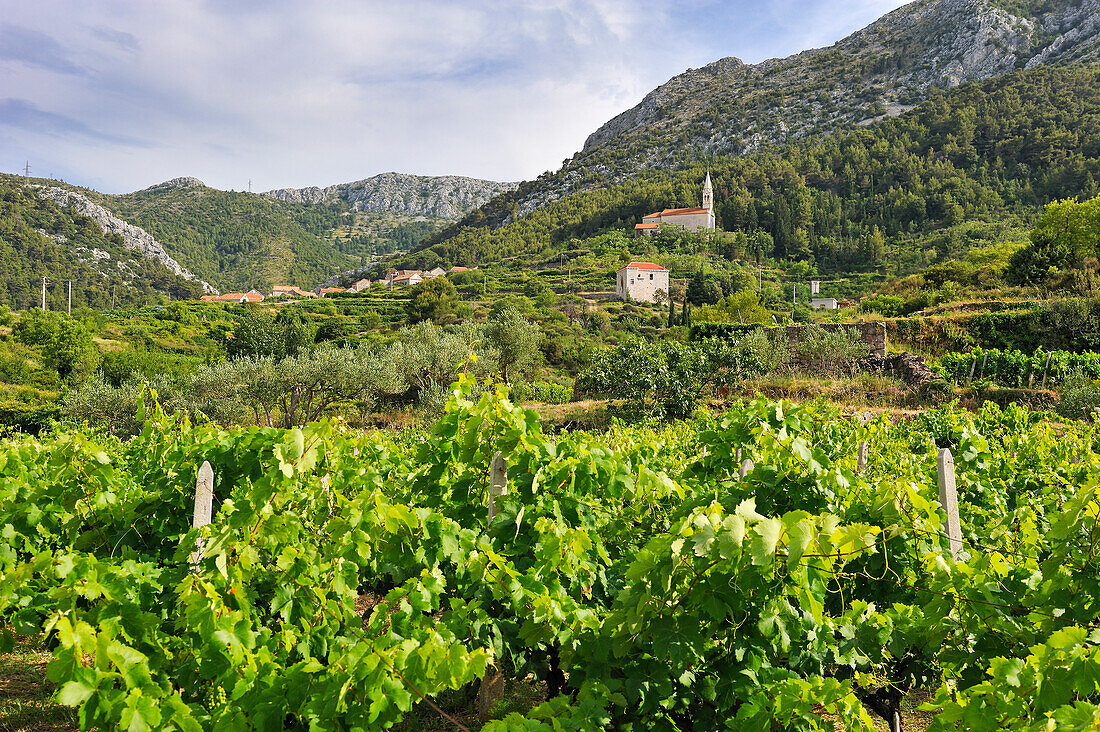 Weinberg in der Gegend um Pitve, Bezirk Jelsa, Insel Hvar, Dalmatien, Kroatien, Südosteuropa