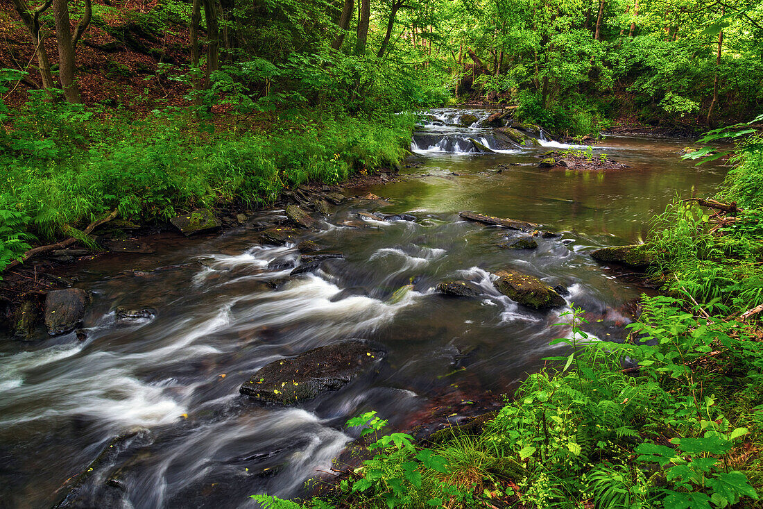  Selke, Selketal, river, forest, Harz, Saxony-Anhalt, Germany, Europe 