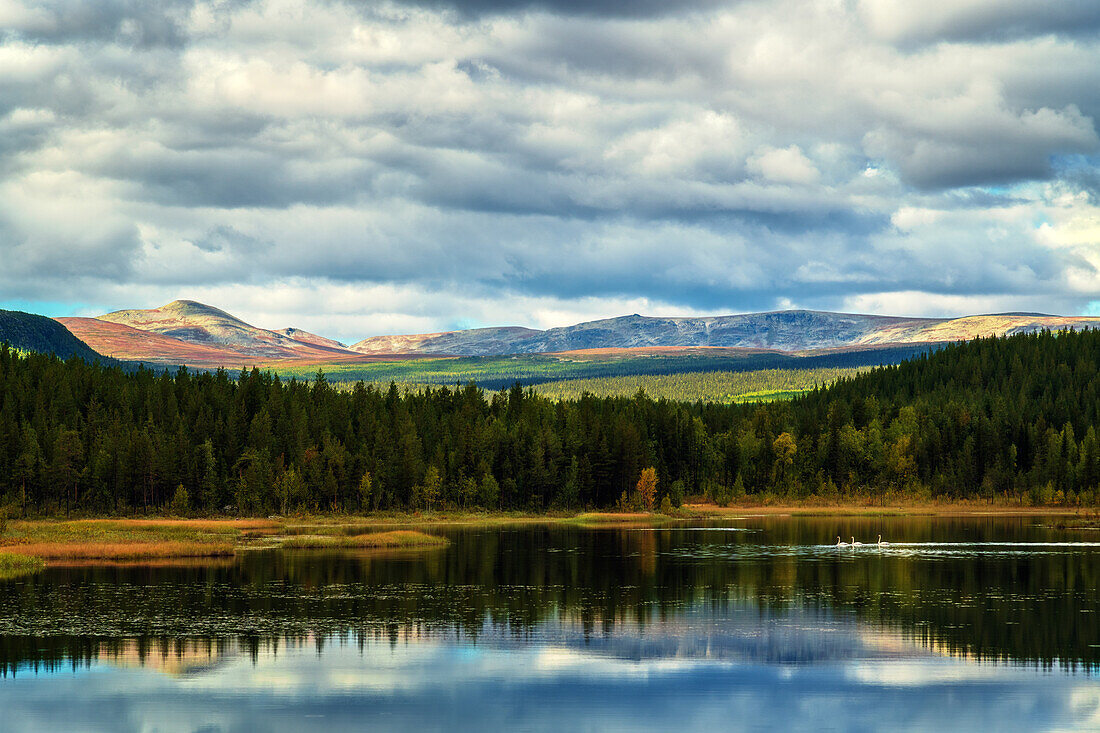  lake, forest, mountains, reflection, swans, Sarek, Sweden, Europe 