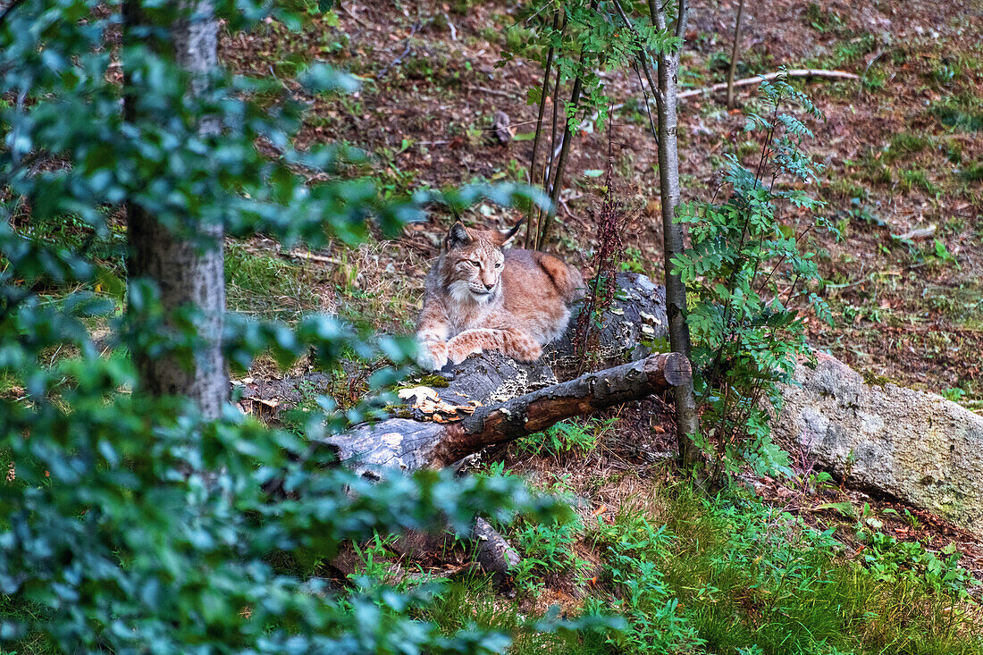  Lynx, lynx area, Rabenklippe, forest, Bad Harzburg, Harz, Lower Saxony, Germany, Europe 