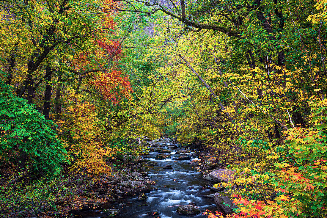 Bode, Bodetal, Fluss, Laubfärbung, Herbst, Wandern, Wald, Thale, Harz, Sachsen-Anhalt, Deutschland, Europa