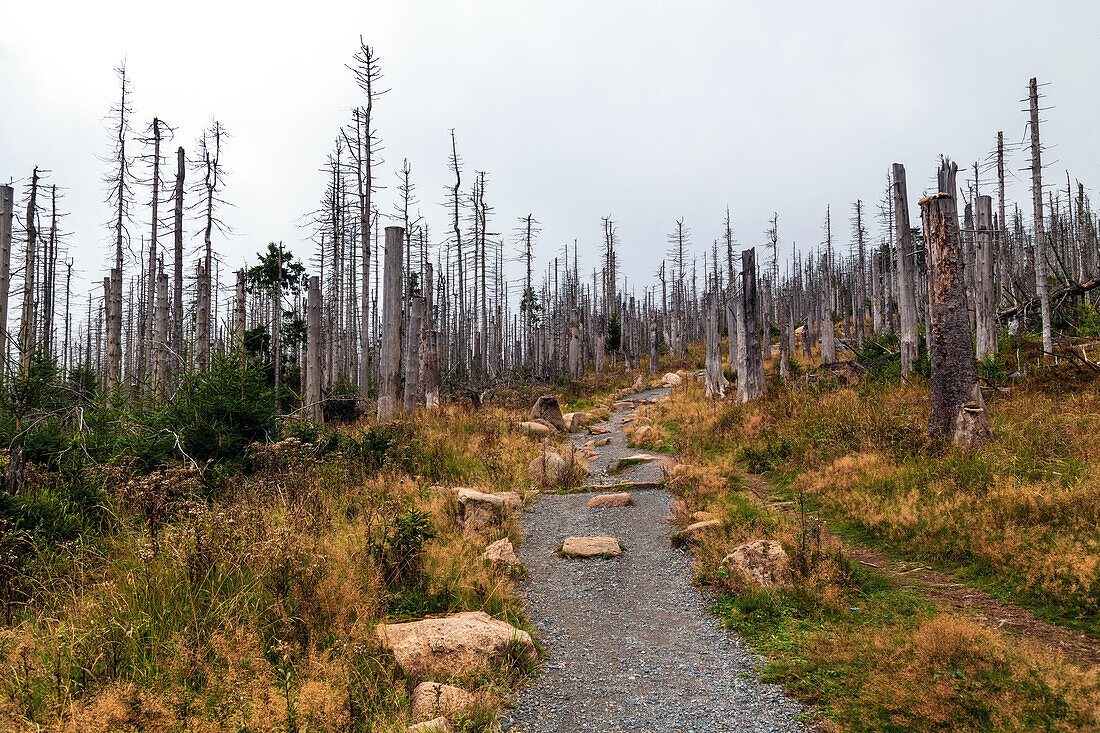  forest, forest dieback, natural disaster, Brocken, mountain, Harz, Saxony-Anhalt, Germany, Europe 