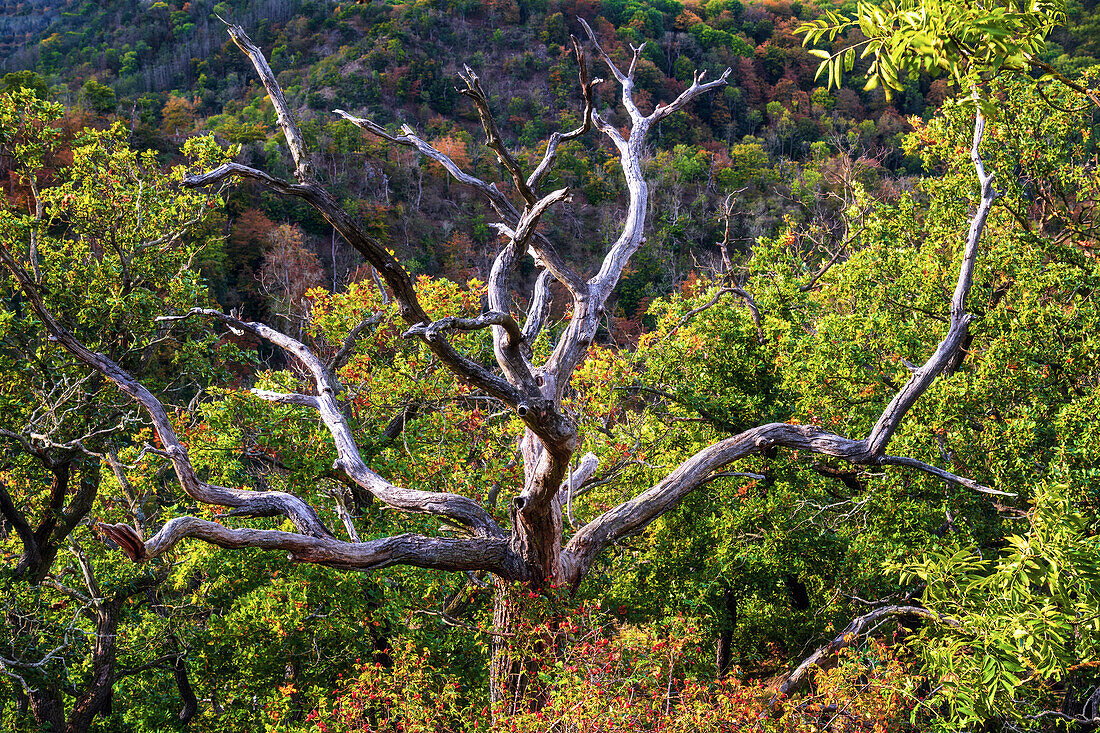 Baum, Selke, Selketal, Tal, Wald, Harz, Sachsen-Anhalt, Deutschland, Europa