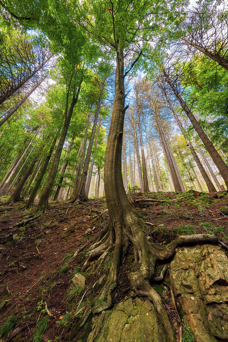  Bottomup, tree, forest, valley, Ilsetal, Ilsenburg, Harz, Saxony-Anhalt, Germany, Europe 