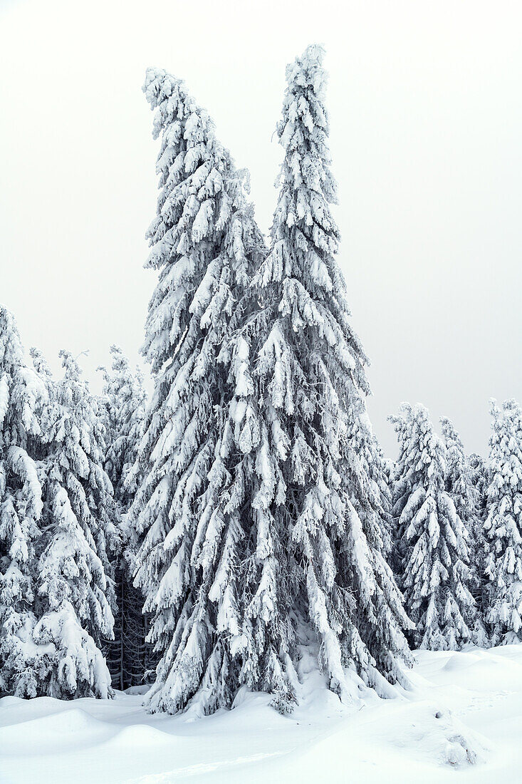 Winter, Schnee, Tiefschnee, Wald, Sonnenberg, Harz, Niedersachsen, Deutschland, Europa