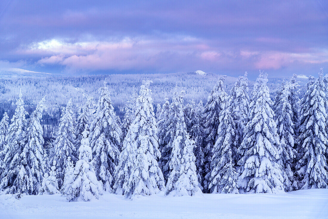  sunset, winter, snow, deep snow, forest, Sonnenberg, Harz, Lower Saxony, Germany, Europe 