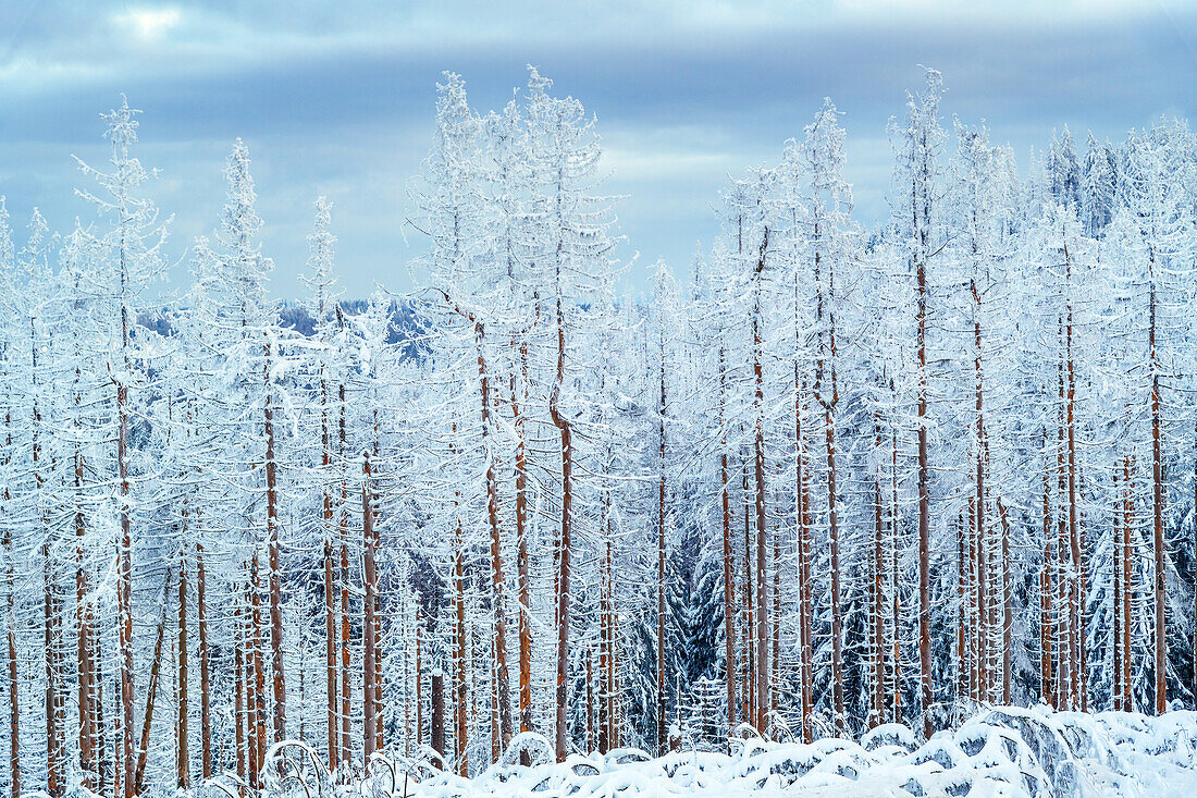  winter, snow, deep snow, forest, Sonnenberg, Harz, Lower Saxony, Germany, Europe 