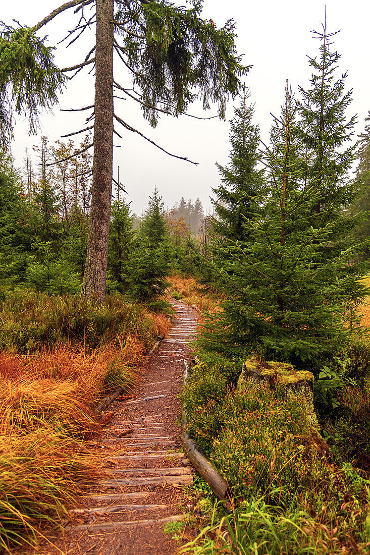 Pfad, Weg, Wanderweg, Moor, Baum, Wald, Sonnenberg, Harz, Niedersachsen, Deutschland, Europa