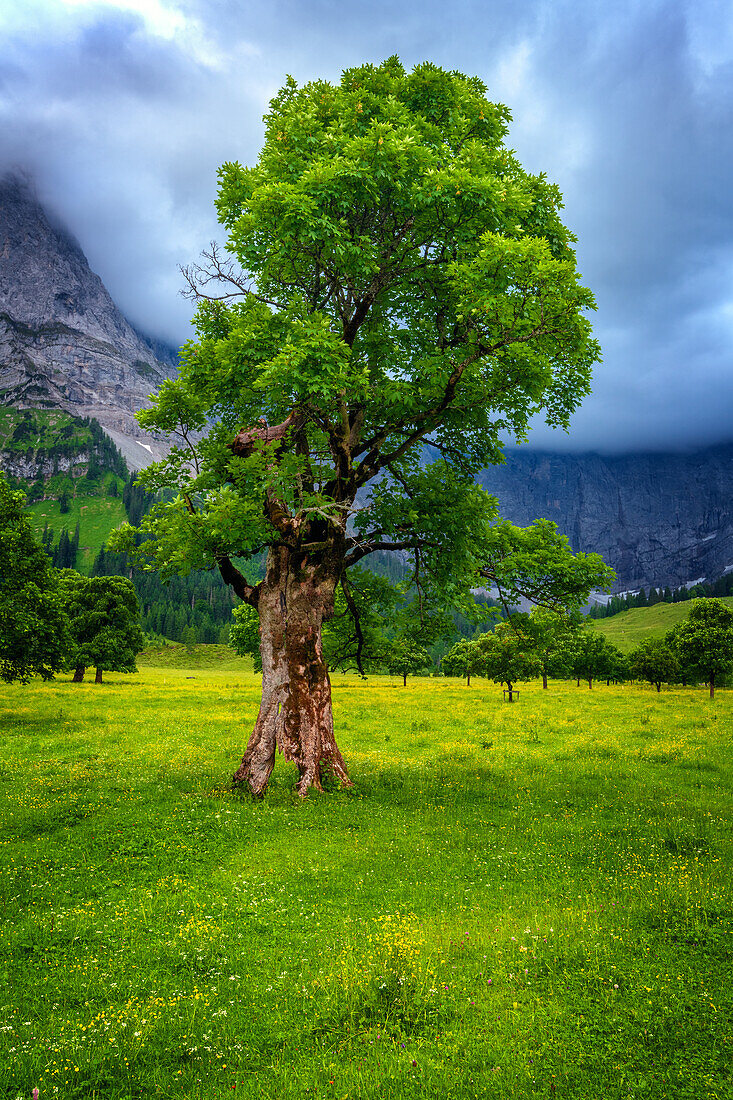  Eng Alm, Ahorn, Grosser Ahornboden, Enting, Mountains, Risstal, Alps, Austria, Germany, Europe 