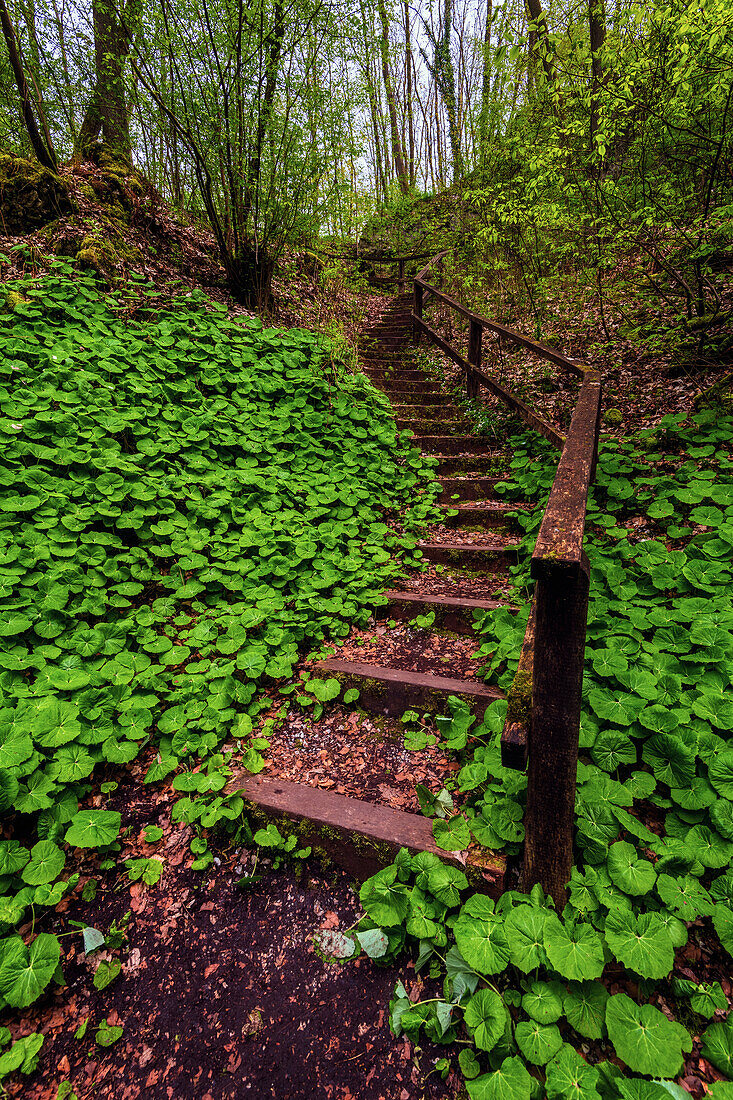 Naturdenkmal Kelle, Treppe, Klippe, Wald, Appenrode, Harz, Thüringen, Deutschland, Europa