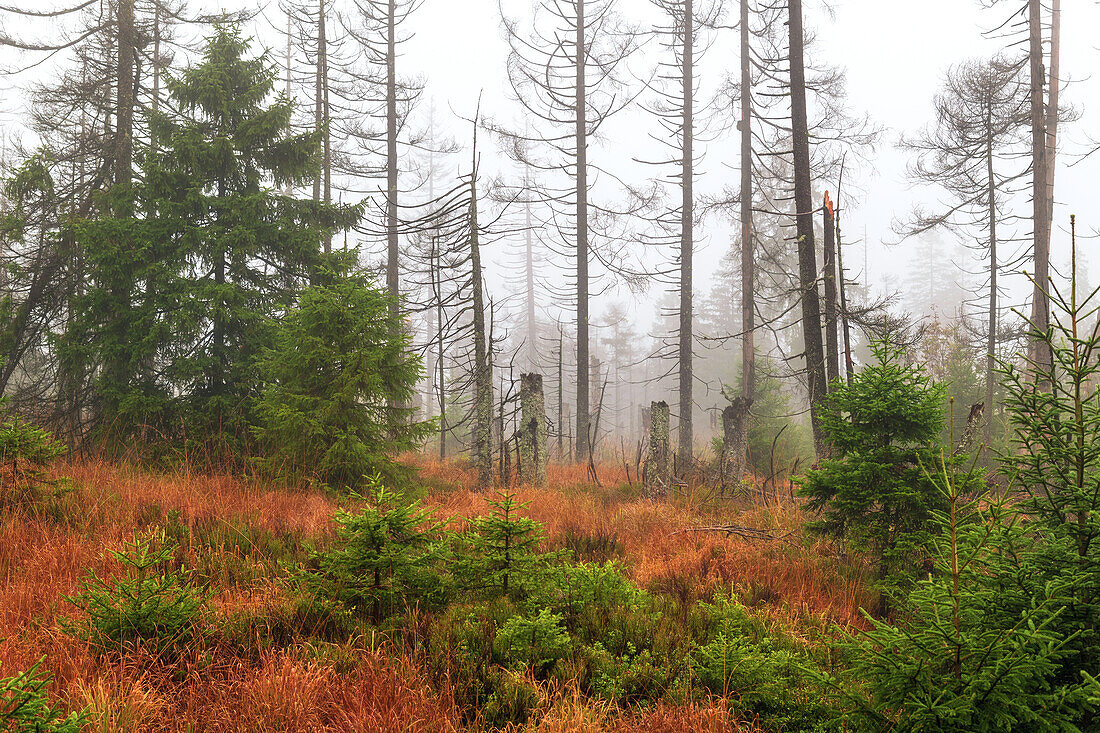 Moor, Nebel, Stimmung, Baum, Wald, Sonnenberg, Harz, Niedersachsen, Deutschland, Europa