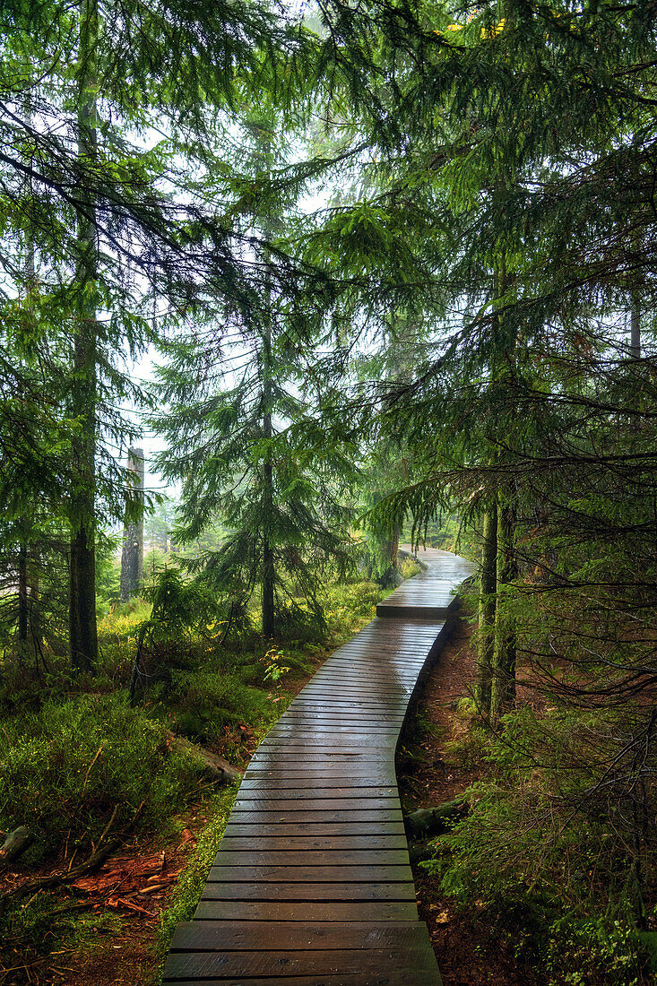  hiking trail, path, trail, rain, fog, Oderteich, Harz, Lower Saxony, Germany, Europe 