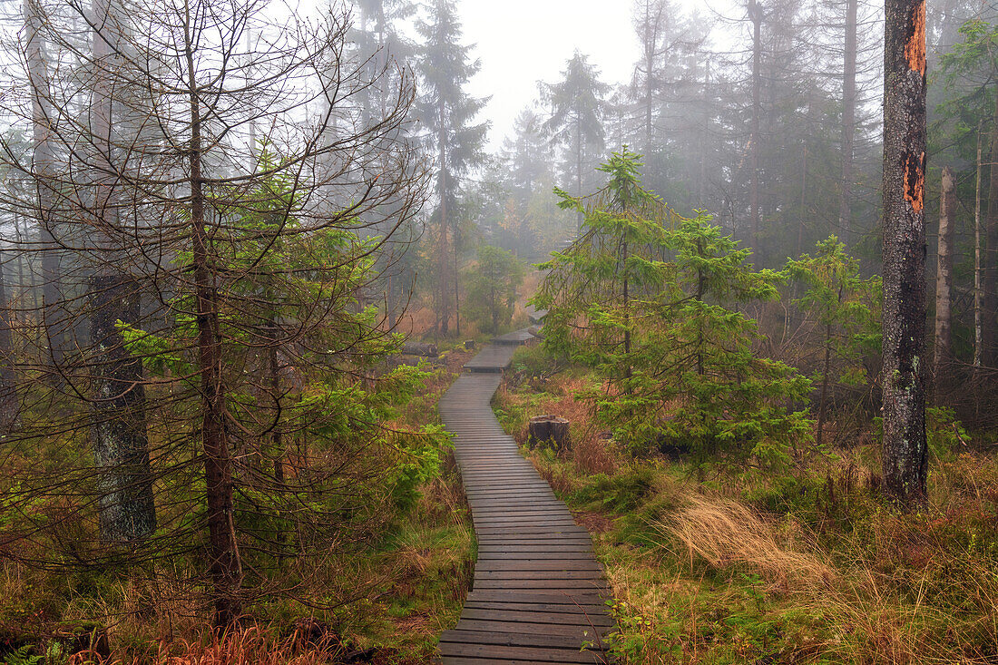 Pfad, Weg, Wanderweg, Moor, Wald, Torfhaus, Harz, Niedersachsen, Deutschland, Europa