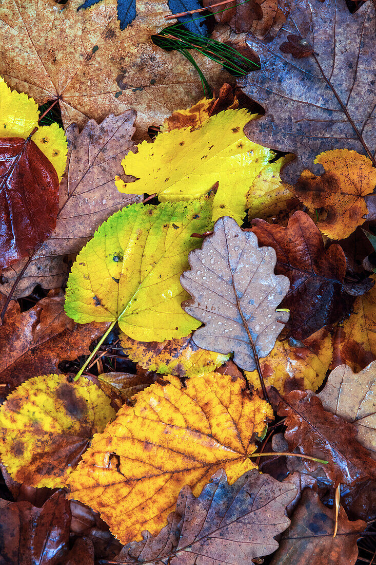  leaves, ground, foliage coloring, Heers, Heerswald, Halberstadt, Harz, Saxony-Anhalt, Germany, Europe 