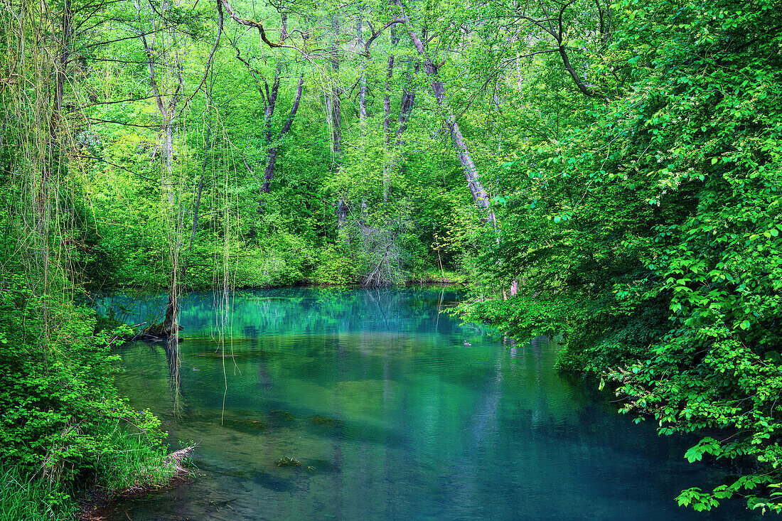 See, Quelle, Tümpel, Ruhmequelle, Rhumspringe, Harz, Niedersachsen, Deutschland, Europa