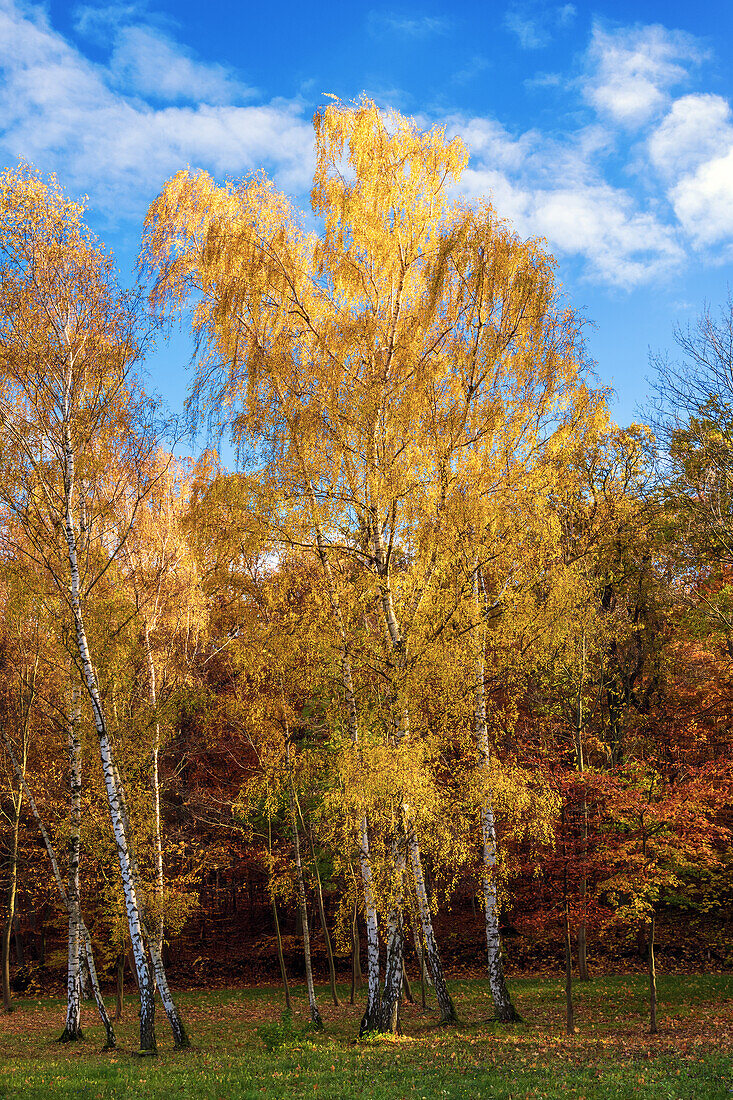 Baum, Wald, Herbst, Laubfärbung, Heers, Heerswald, Halberstadt, Harz, Sachsen-Anhalt, Deutschland, Europa