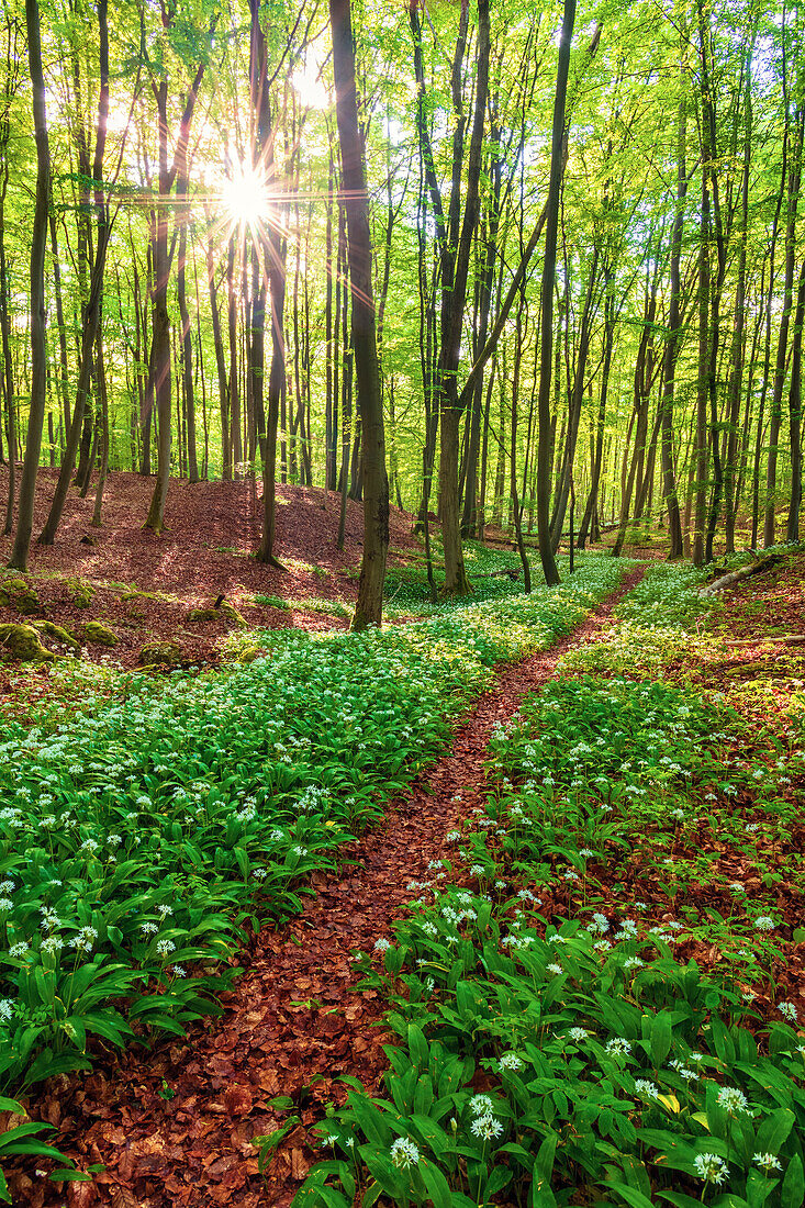 Sonne, Hügel, Wald, Bärlauch, Blüte, Knoblauch, Düna, Harz, Niedersachsen, Deutschland, Europa