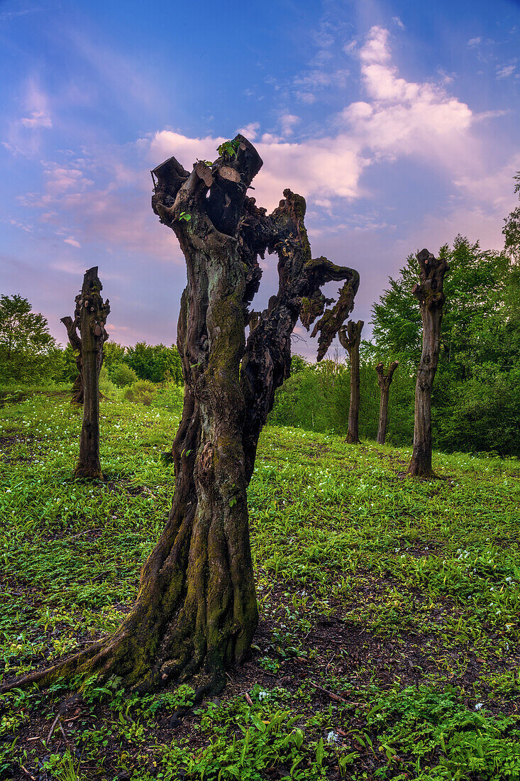 Sonnenuntergang, Hügel, Wald, Baum, Düna, Harz, Niedersachsen, Deutschland, Europa