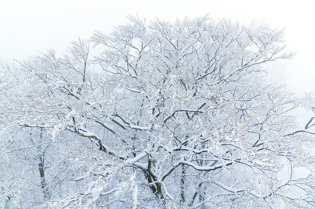 Schnee, Winter, Klippe, Wald, Kuckholzklippe, Frau Holle, Harz, Niedersachsen, Deutschland, Europa