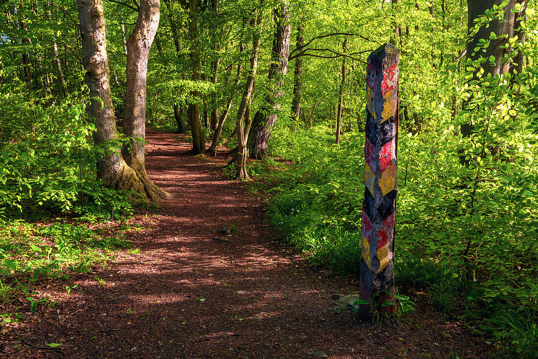 Wanderweg, Wald, Grenzpfeiler, Eckertal, Bad Harzburg, Mittelgebirge, Harz, Niedersachsen, Deutschland, Europa