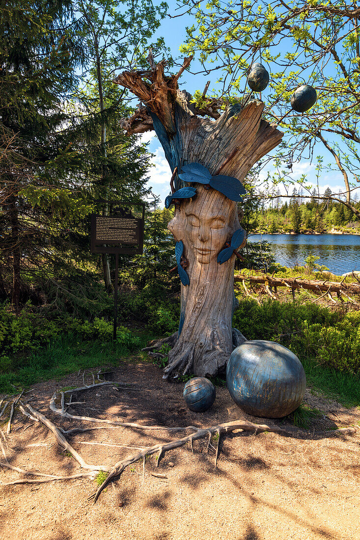  water, lake, tree face, hiking trail, circular trail, Oderteich, Harz, Lower Saxony, Germany, Europe 