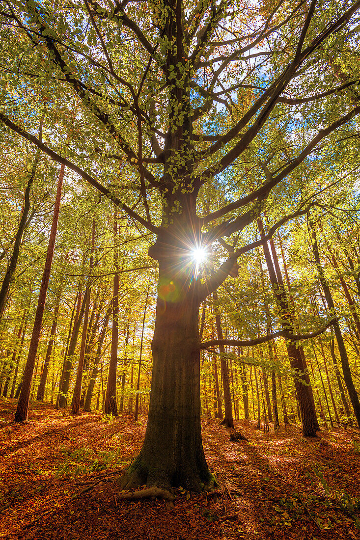 Sonnenuntergang, Goldene Stunde, Baum, Wald, Sächsische Schweiz, Sachsen, Deutschland, Europa